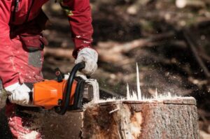 commercial tree stump removal Adelaide